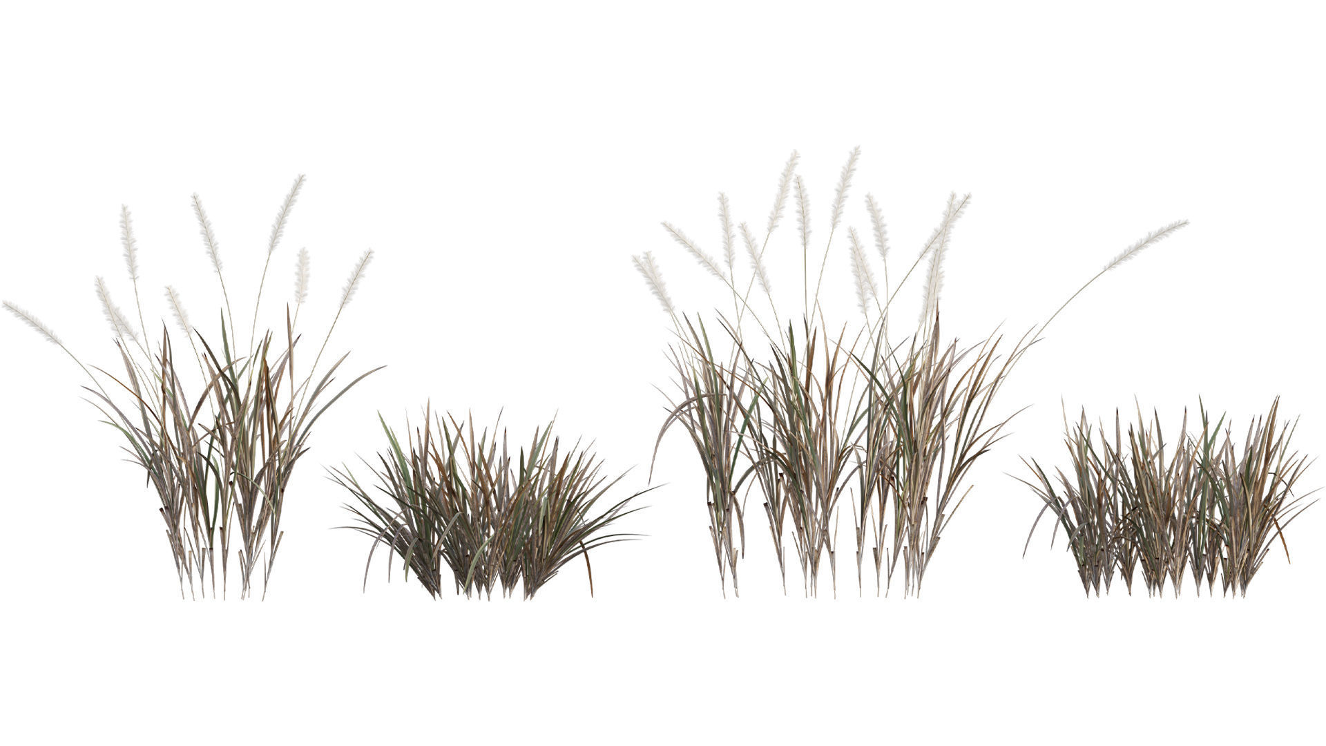 Collection 26 - Ornamental Grasses 3D model_18