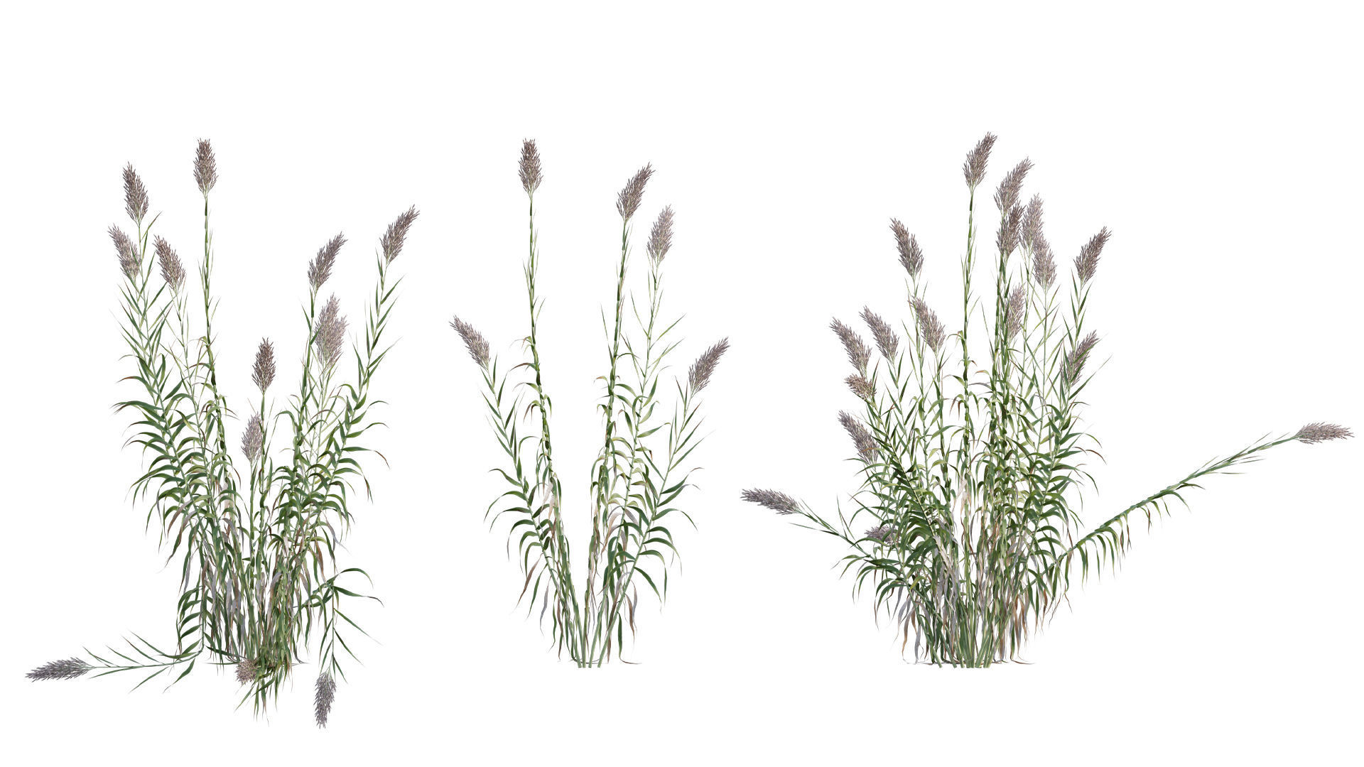 Collection 26 - Ornamental Grasses 3D model_4