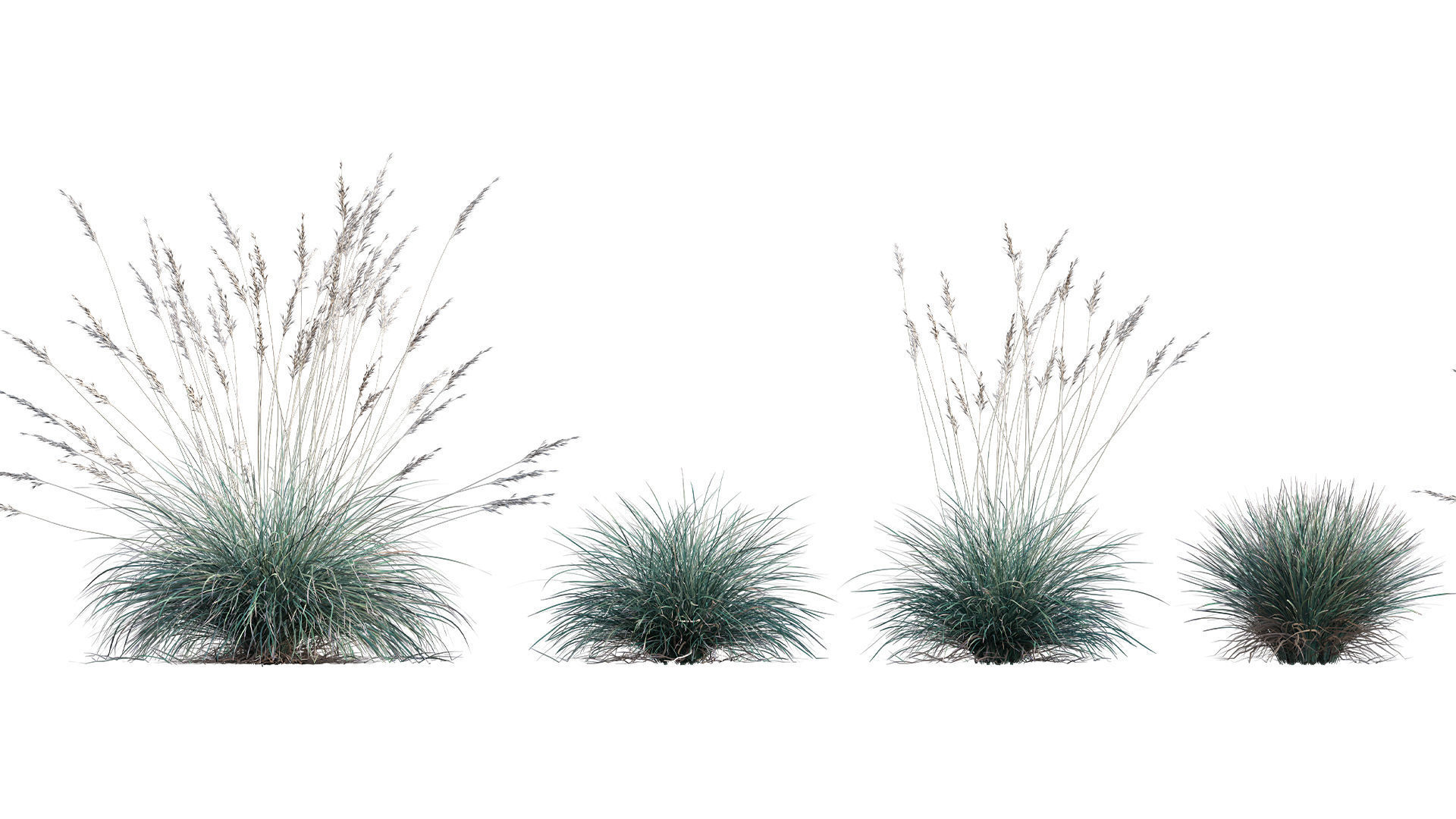 Collection 26 - Ornamental Grasses 3D model_13