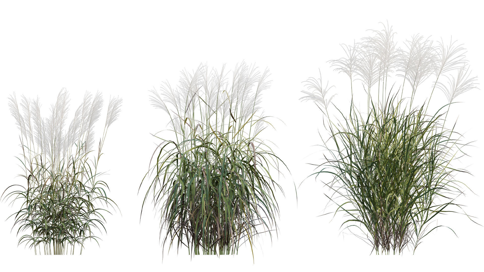 Collection 26 - Ornamental Grasses 3D model_25