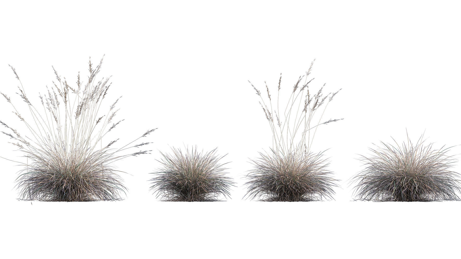 Collection 26 - Ornamental Grasses 3D model_14