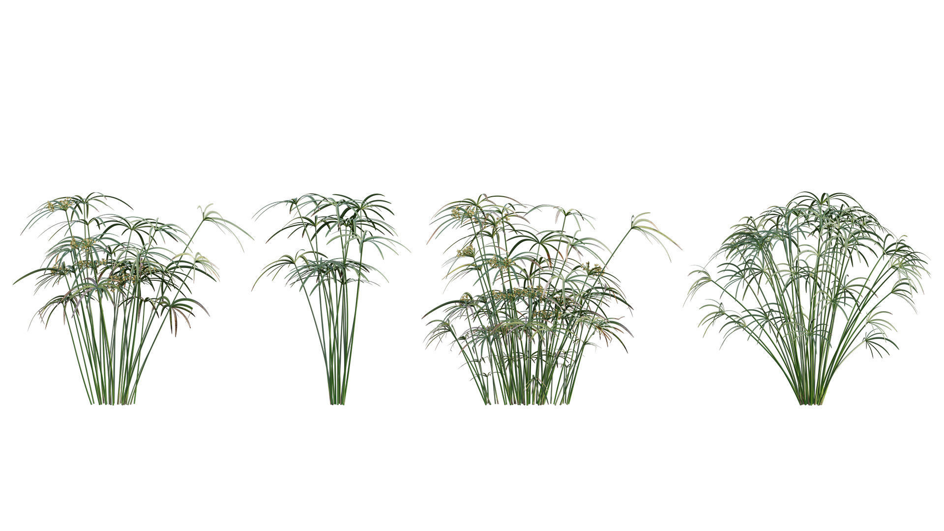 Collection 26 - Ornamental Grasses 3D model_12