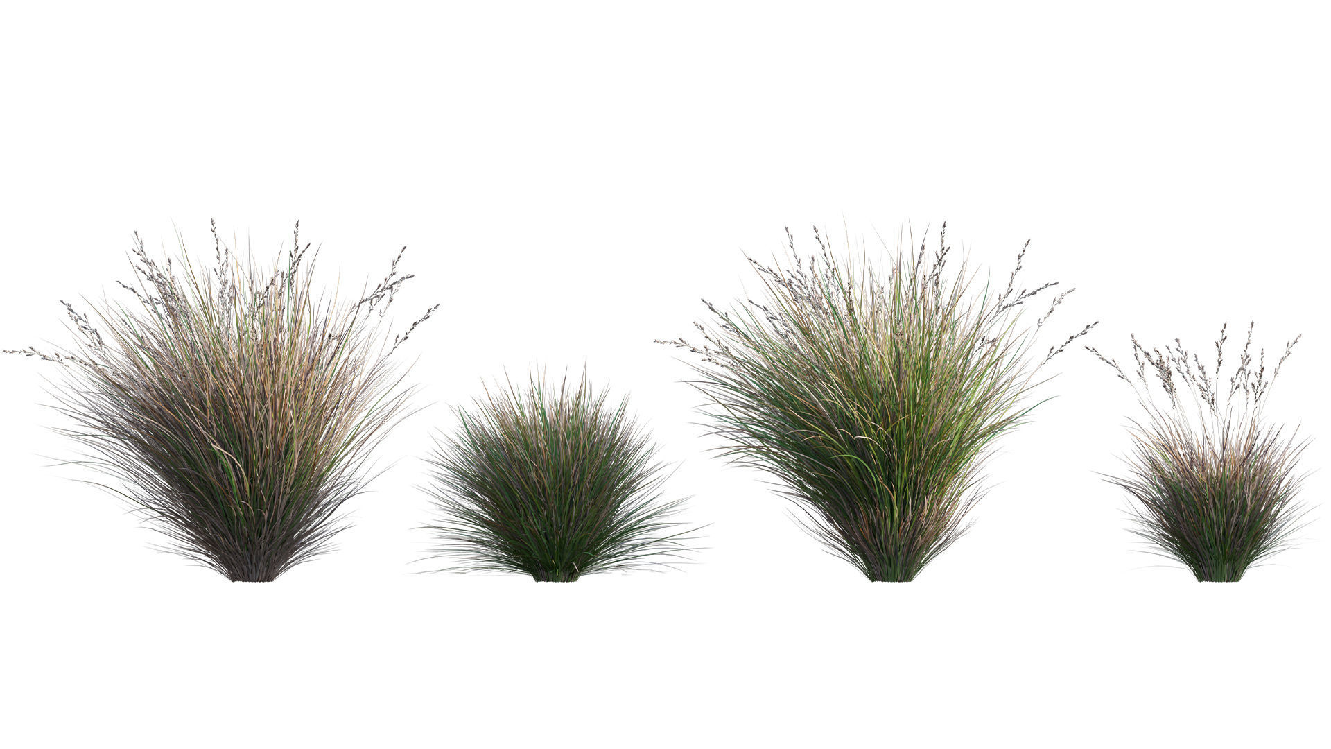 Collection 26 - Ornamental Grasses 3D model_10