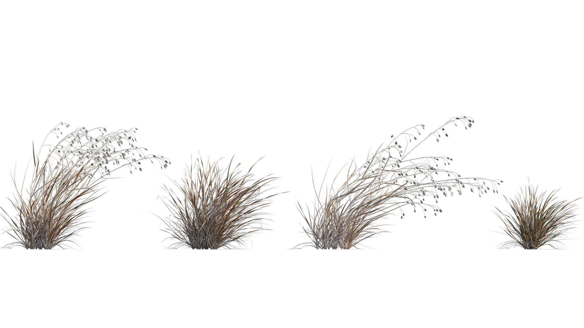 Collection 26 - Ornamental Grasses 3D model_9