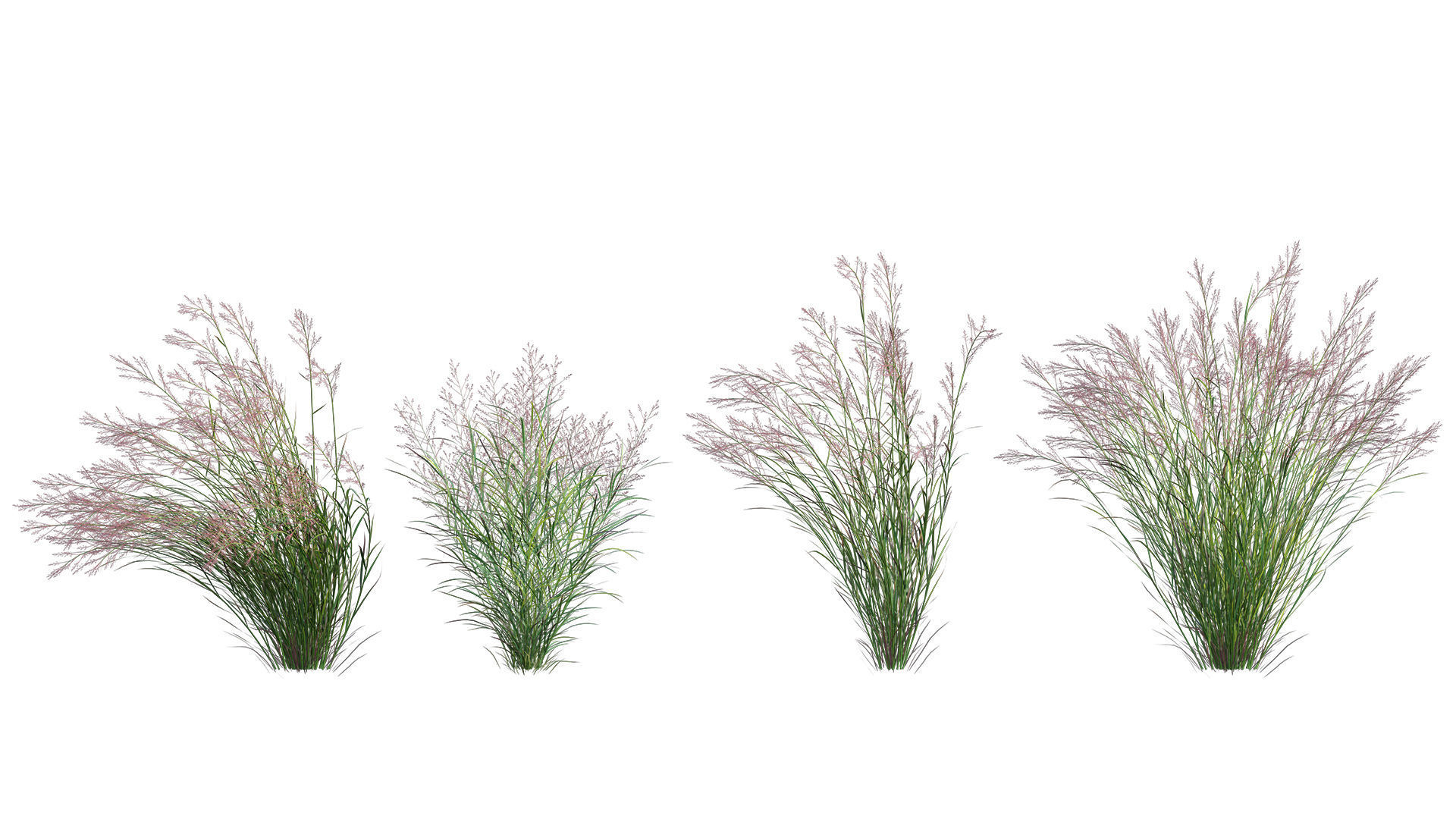 Collection 26 - Ornamental Grasses 3D model_27