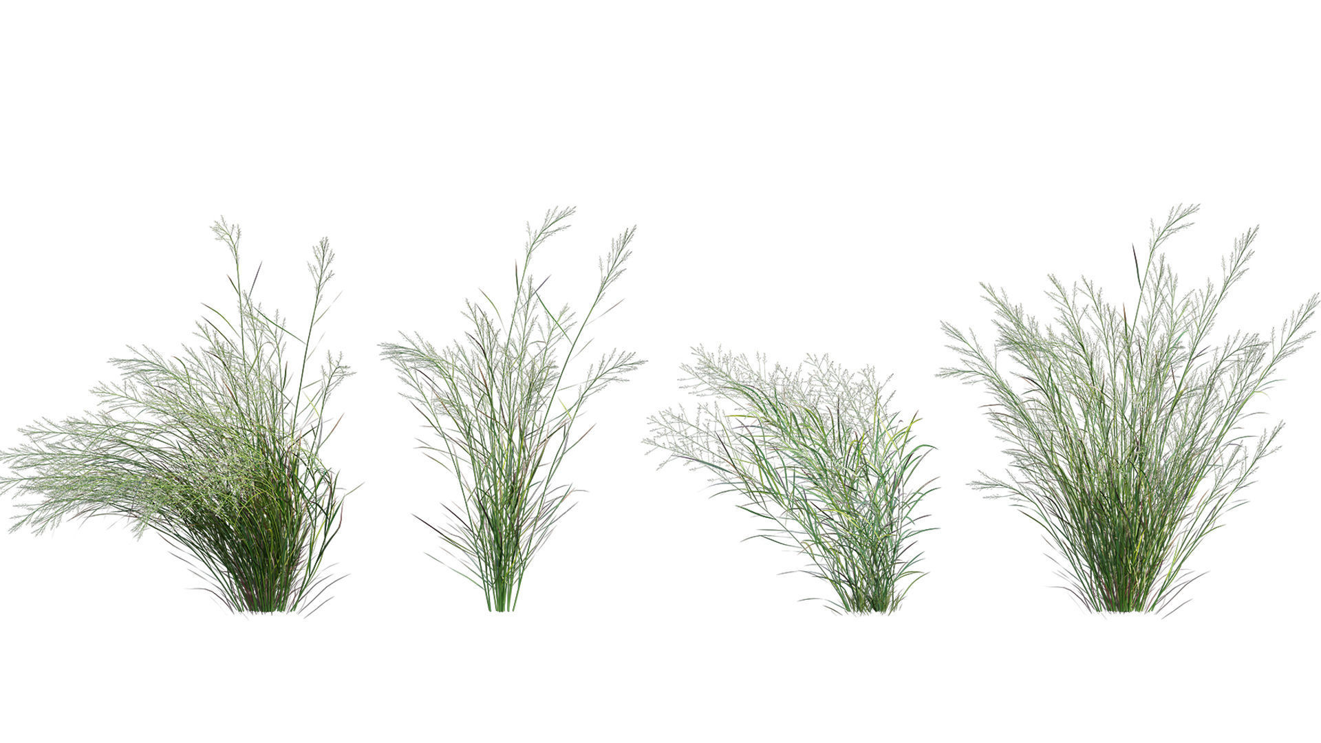 Collection 26 - Ornamental Grasses 3D model_28