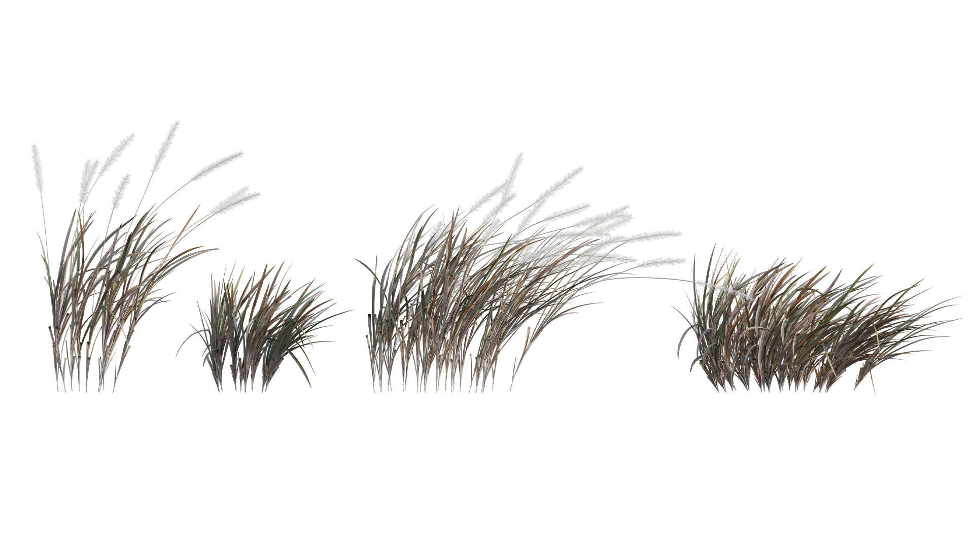 Collection 26 - Ornamental Grasses 3D model_19