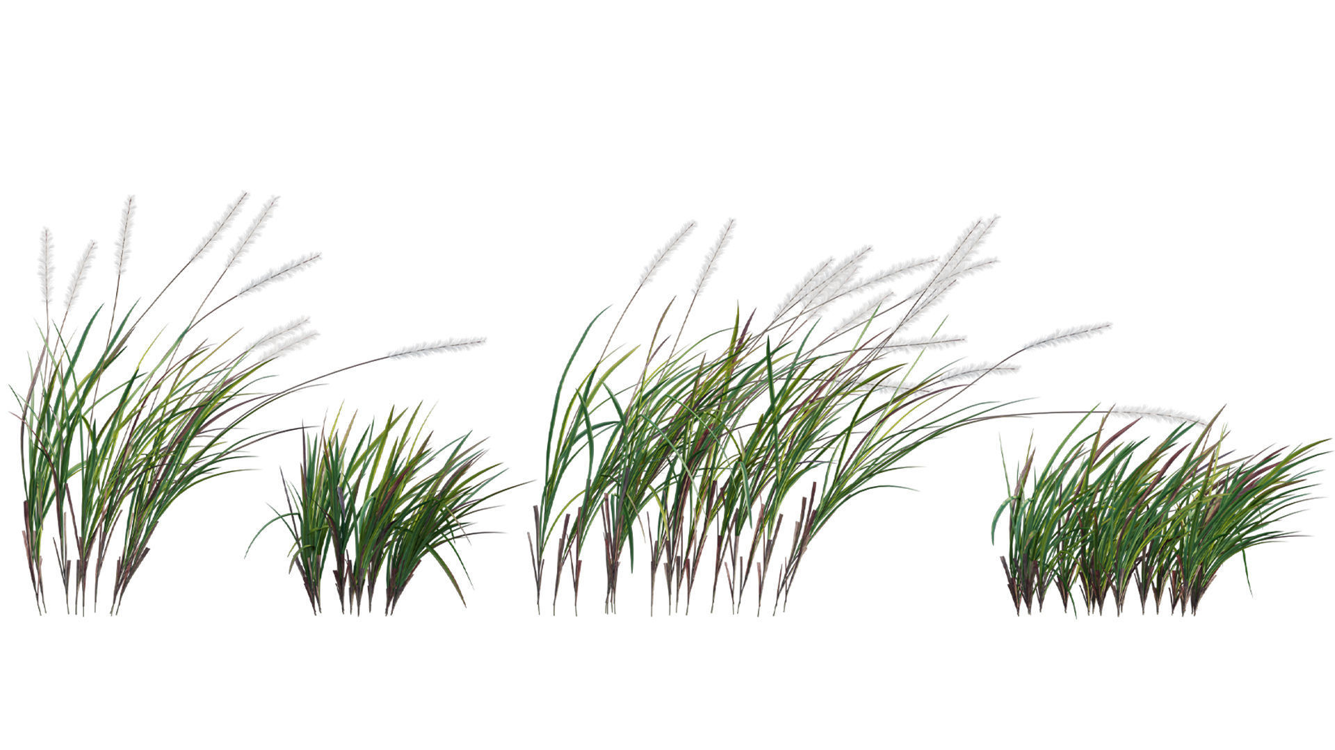 Collection 26 - Ornamental Grasses 3D model_17