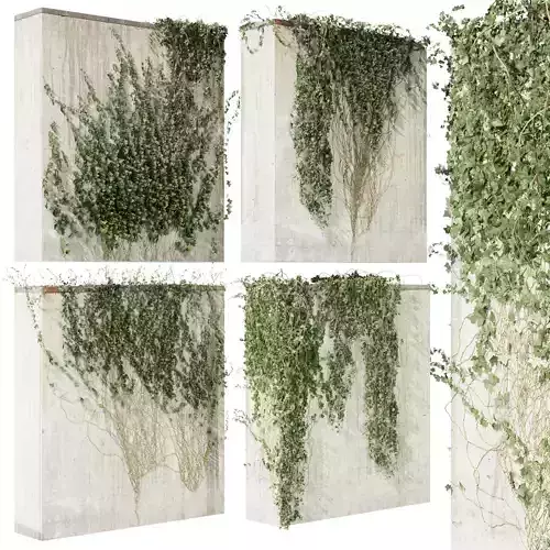 Collection plant vol 414 - Hedera - leaf - fitowall - ivy 3D model