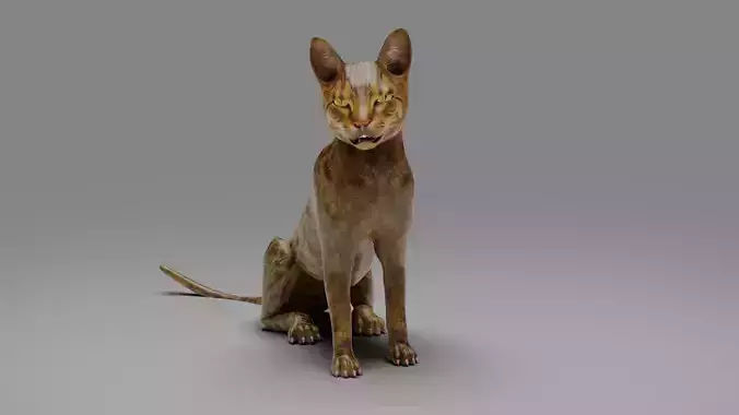 Cat Grey Rigged and Animated