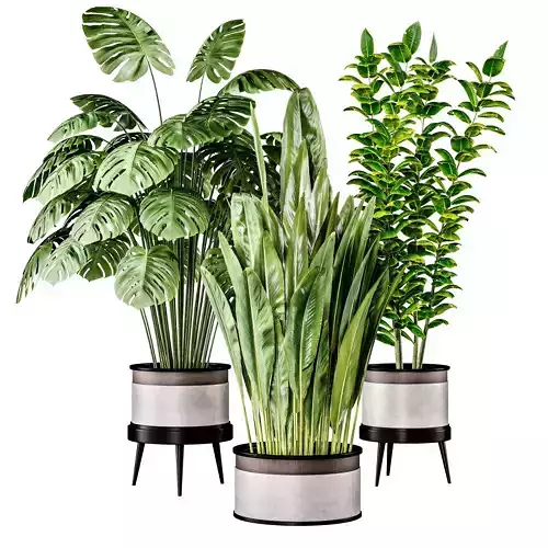 Collection Indoor Plant 1