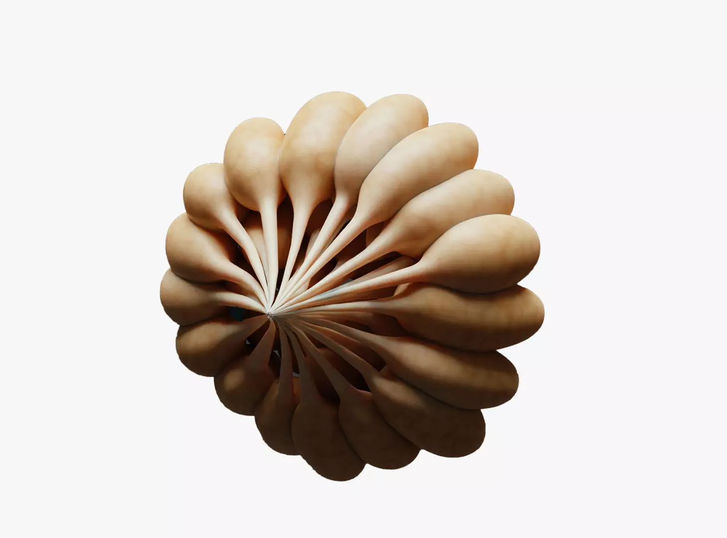 Mammary Gland Anatomy Low-poly 3D model