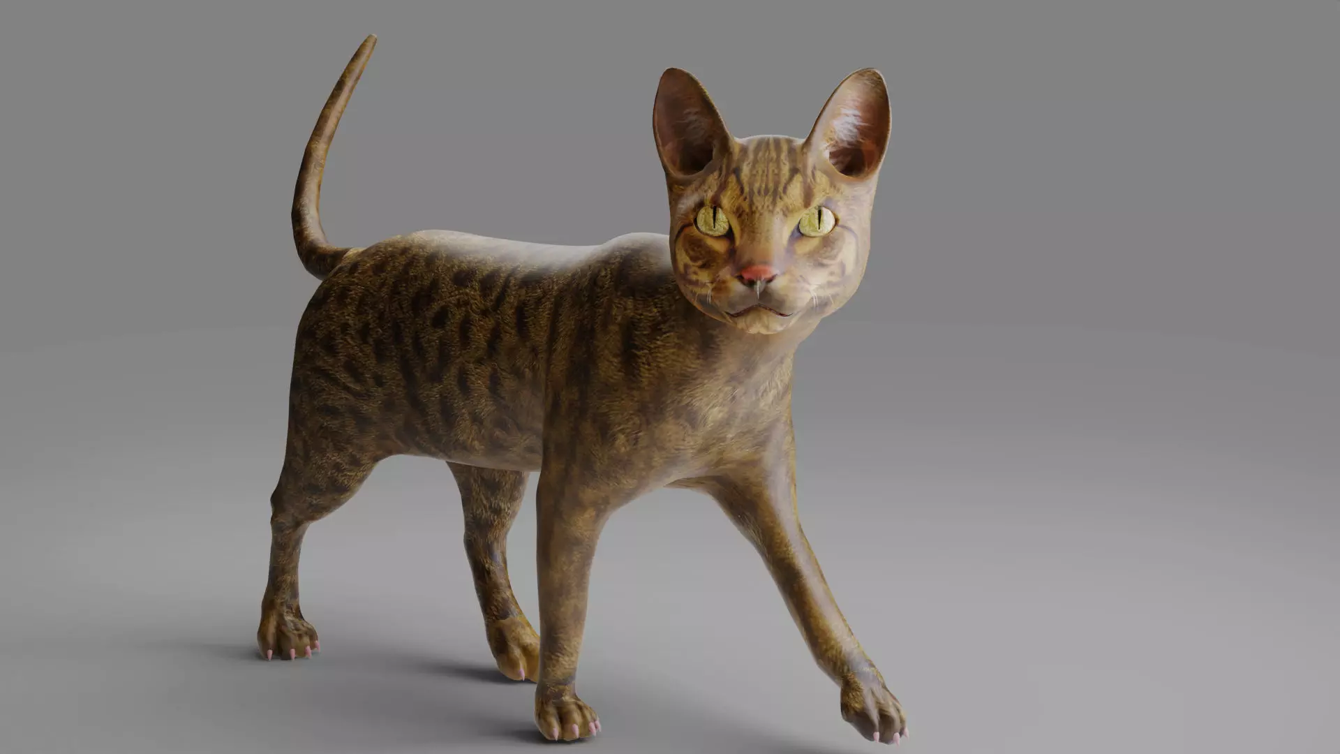3D Cat Grey Rigged in Blender Low-poly 3D model_0