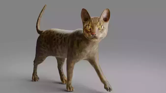 3D Cat Grey Rigged in Blender