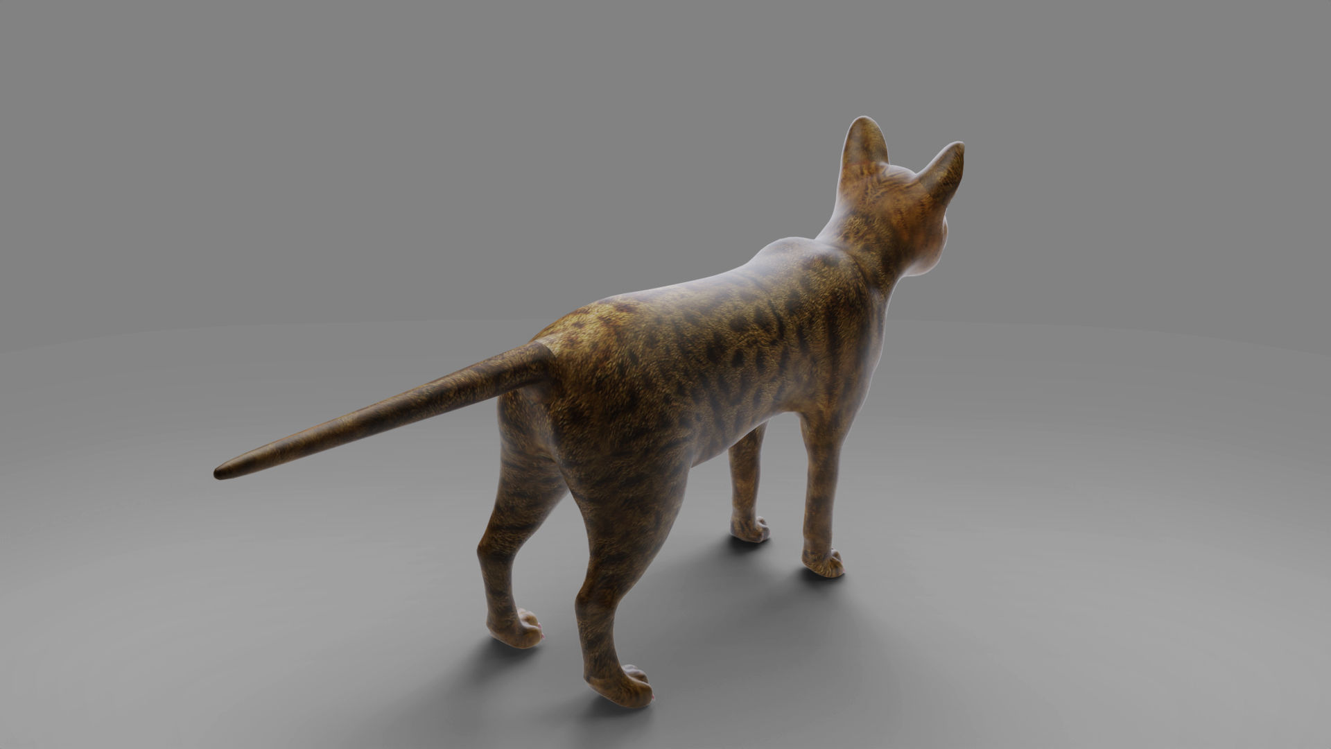 3D Cat Grey Rigged in Blender Low-poly 3D model_10
