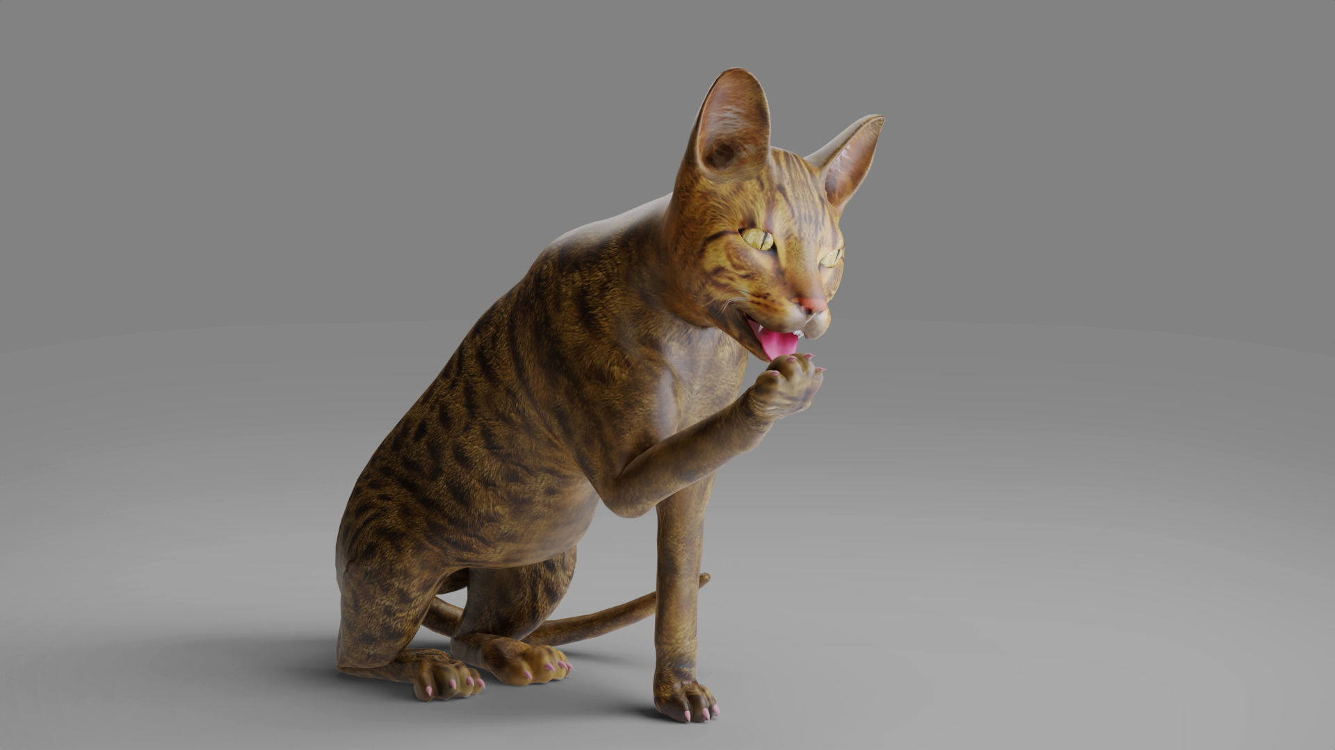 3D Cat Grey Rigged in Blender Low-poly 3D model_3