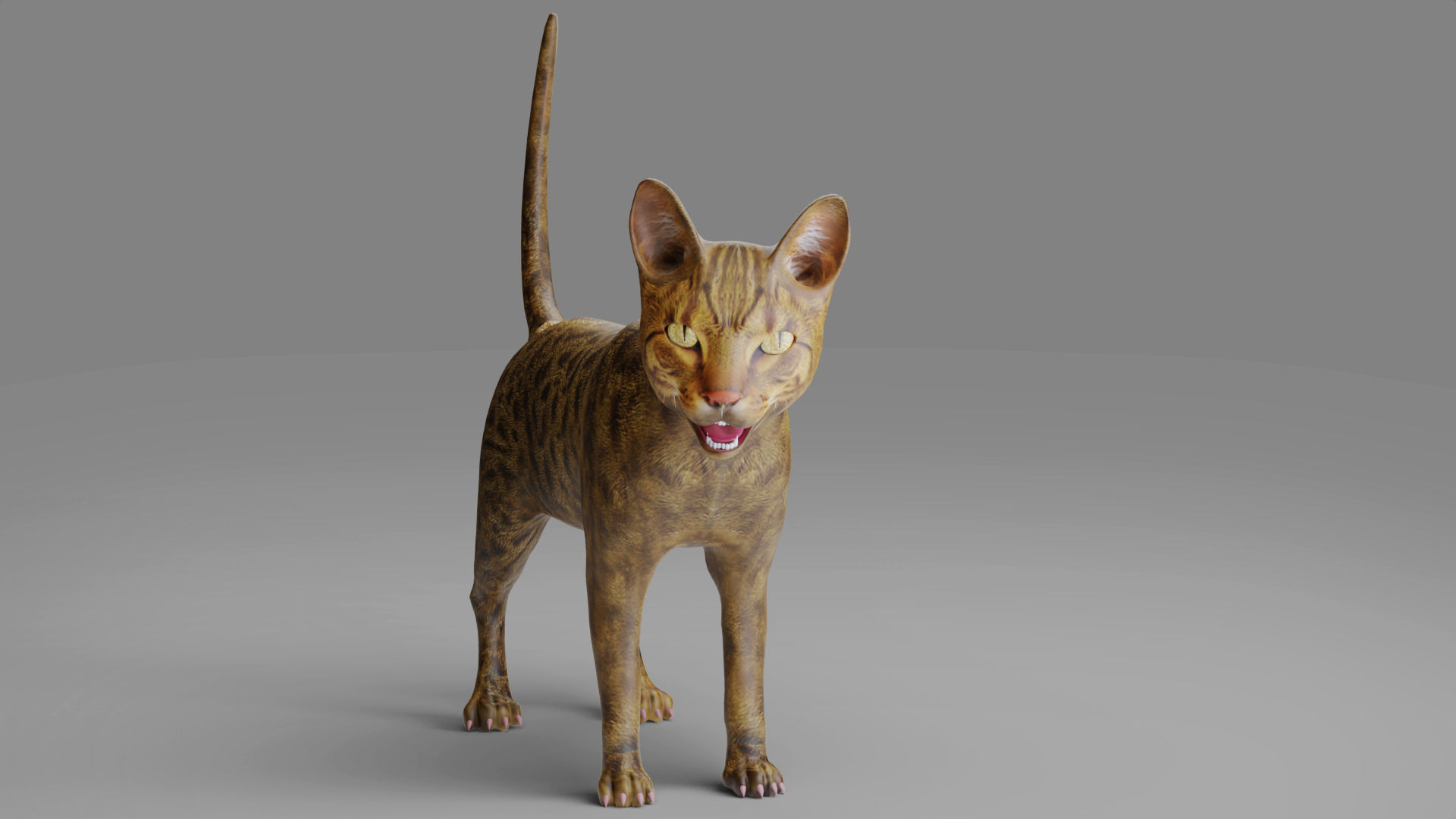 3D Cat Grey Rigged in Blender Low-poly 3D model_6