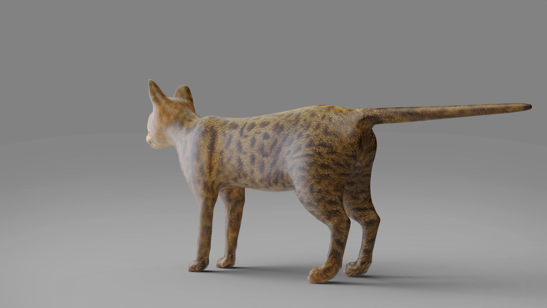 3D Cat Grey Rigged in Blender Low-poly 3D model_11