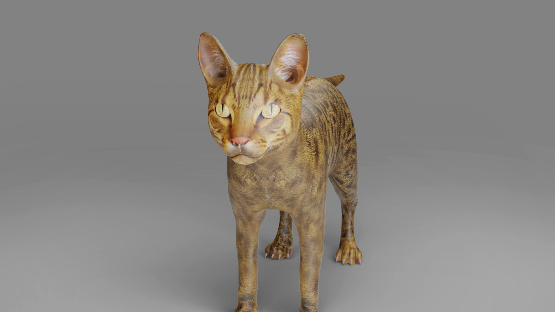 3D Cat Grey Rigged in Blender Low-poly 3D model_9