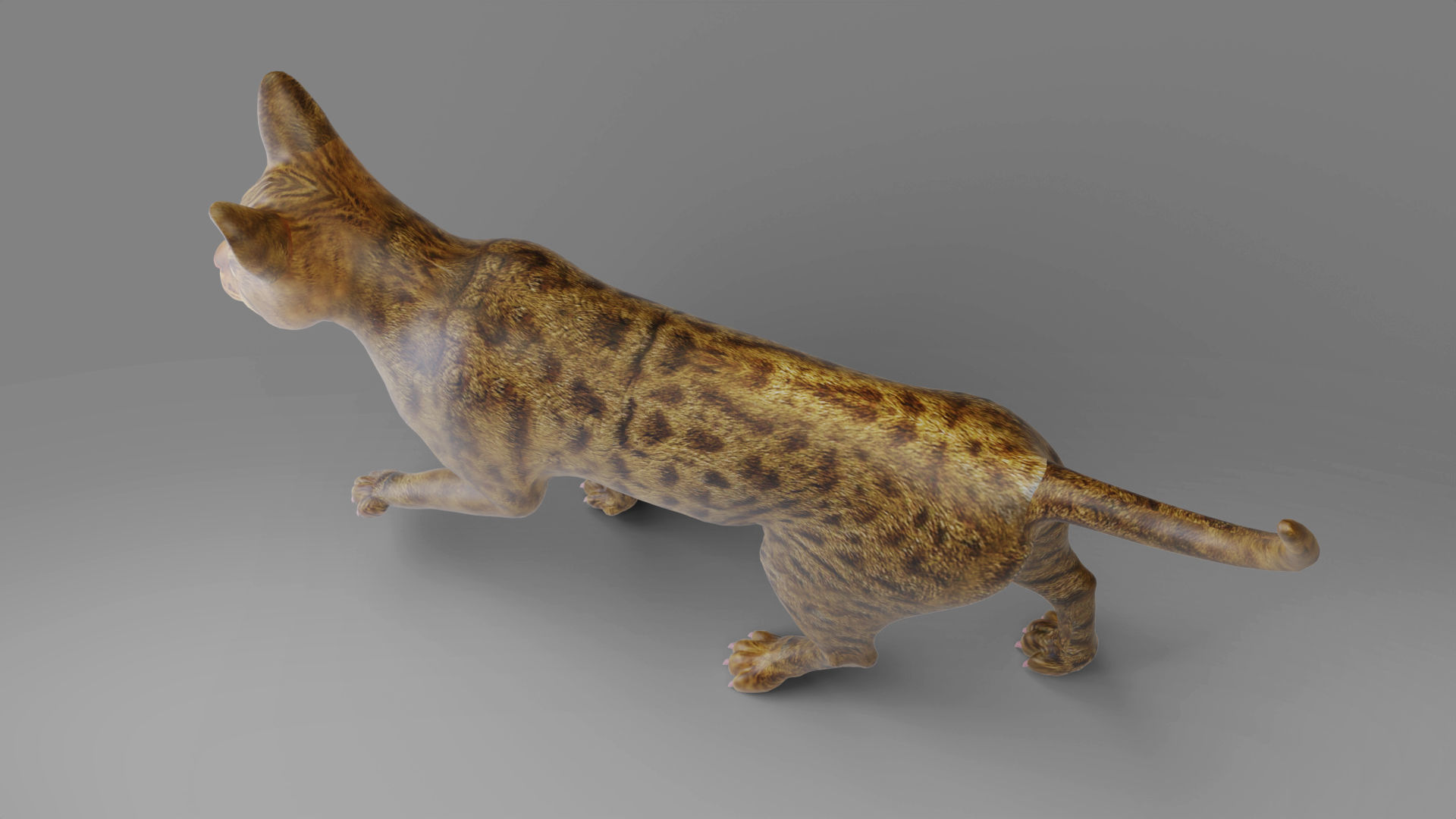 3D Cat Grey Rigged in Blender Low-poly 3D model_5