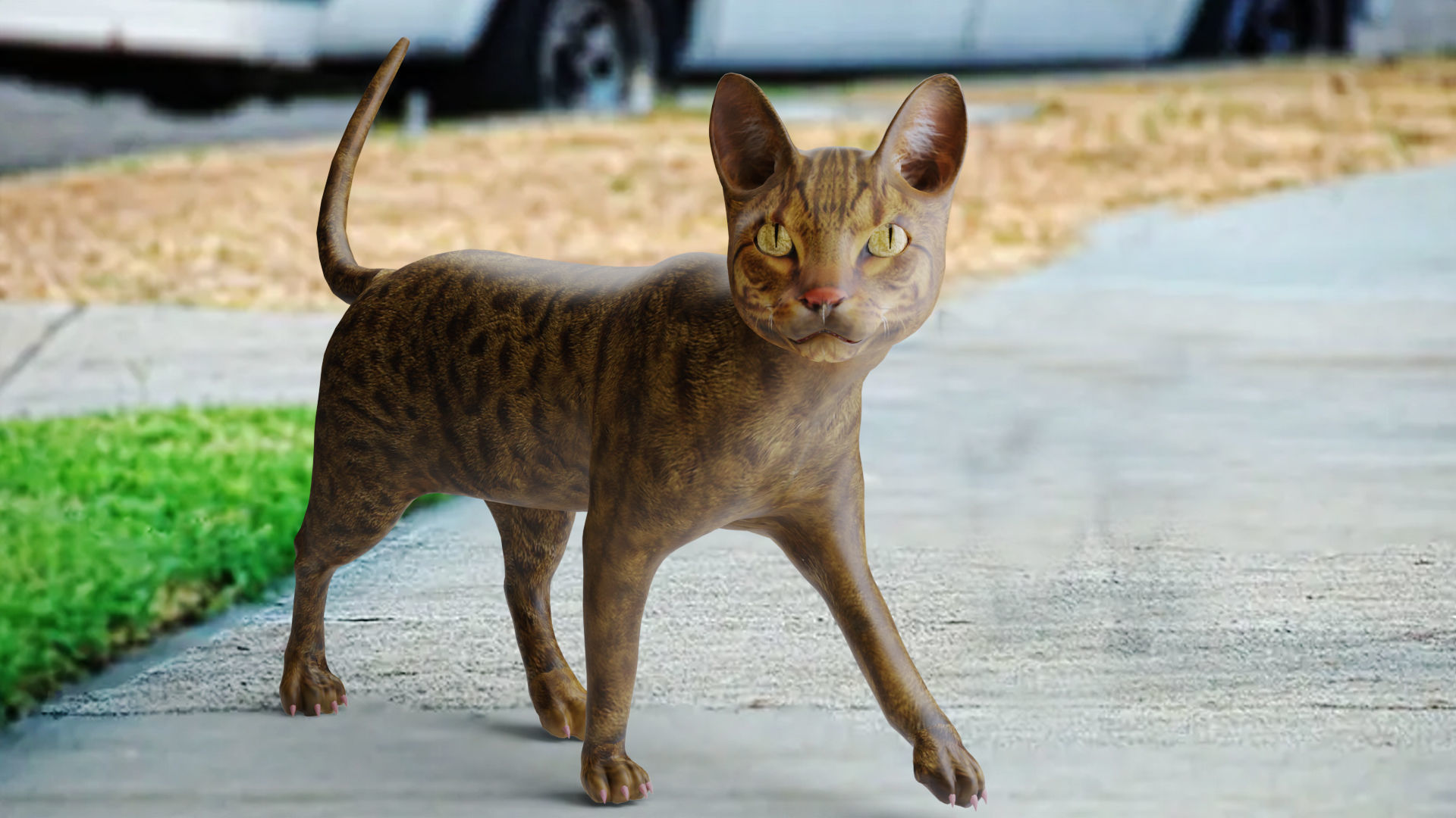 3D Cat Grey Rigged in Blender Low-poly 3D model_2