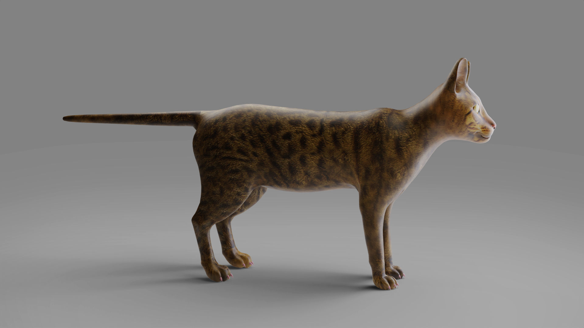 3D Cat Grey Rigged in Blender Low-poly 3D model_8