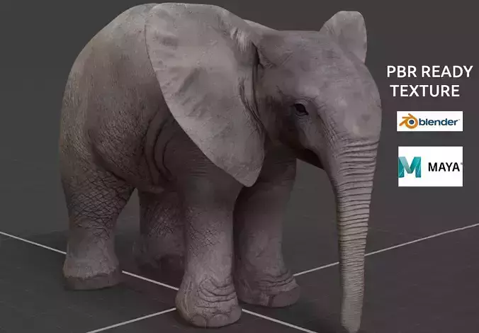 baby Elephant  3D model