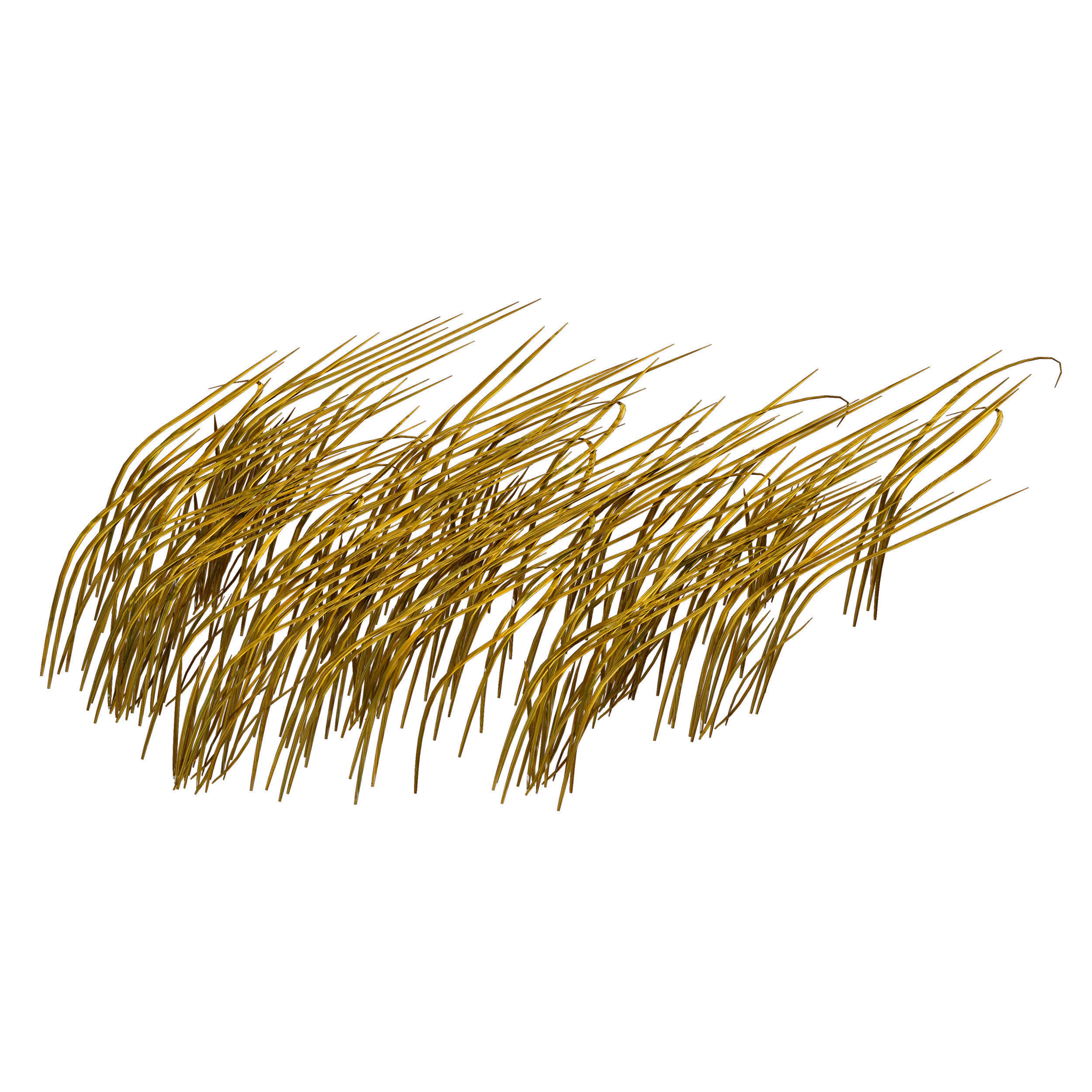 Grass in the water Water chirp Water grass 3D model_1