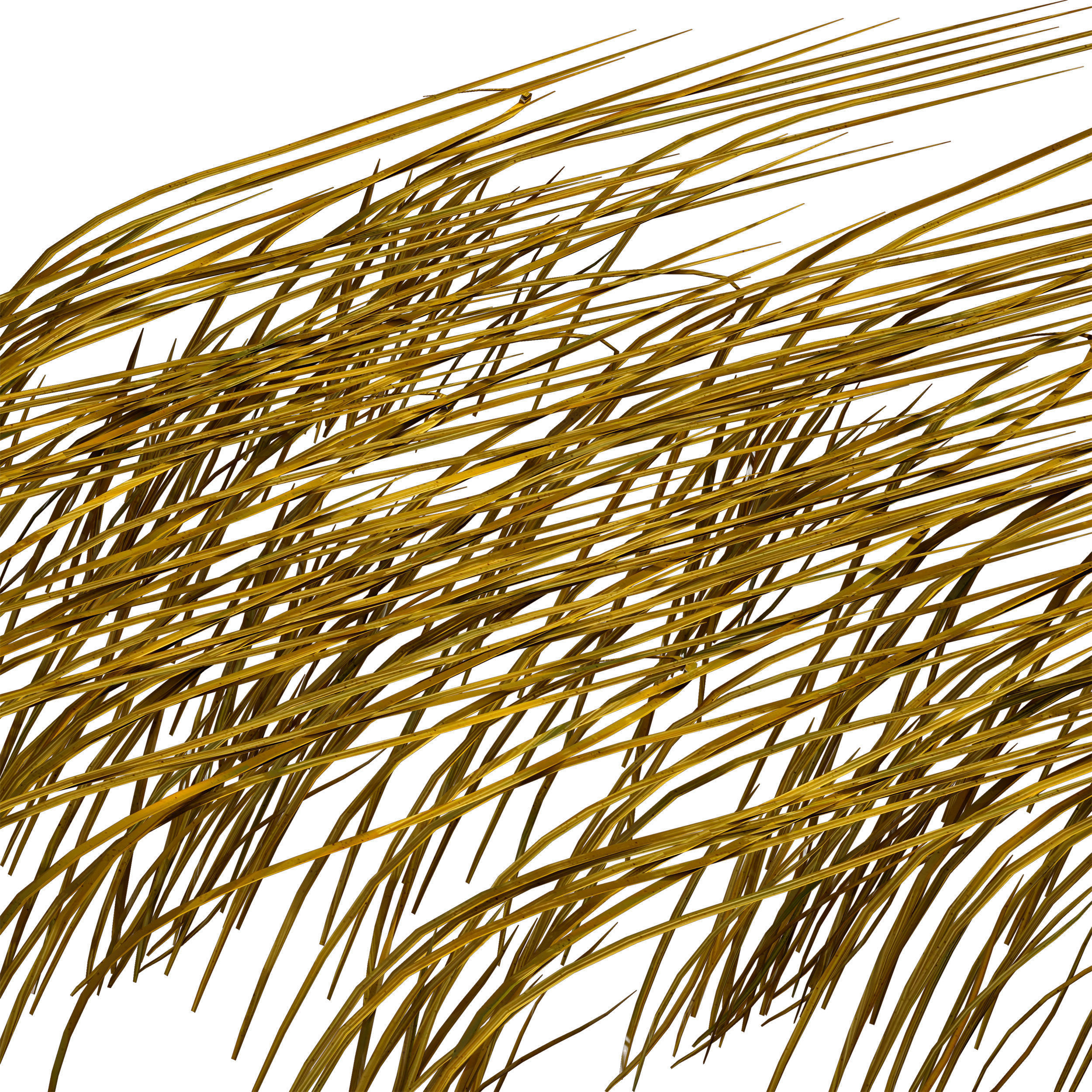 Grass in the water Water chirp Water grass 3D model_9