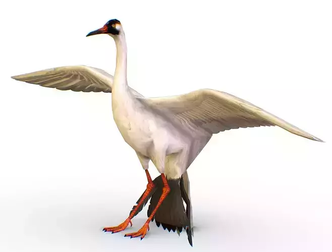LowPoly Crane Bird