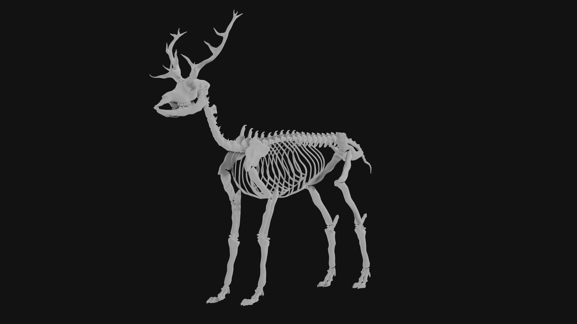 Elk skeleton 3D model_5