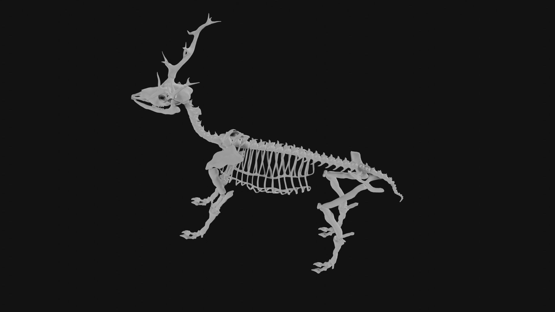 Elk skeleton 3D model_4