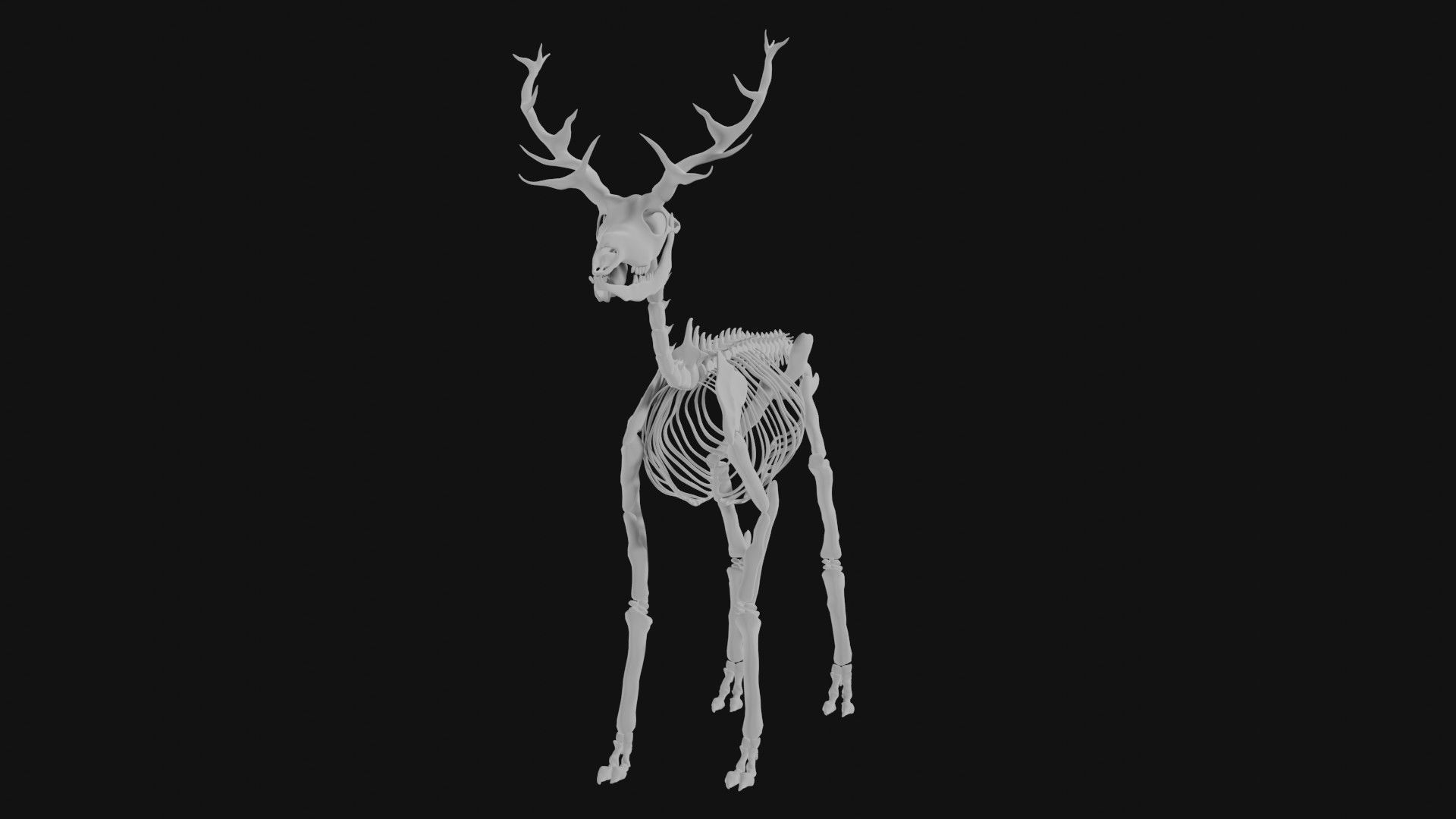 Elk skeleton 3D model_6