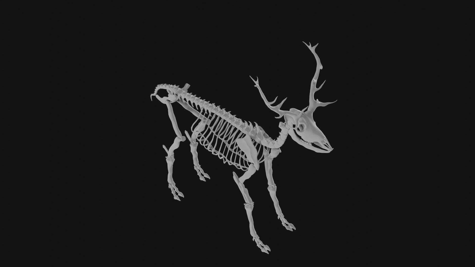 Elk skeleton 3D model_1