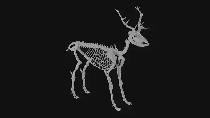 Elk skeleton 3D model