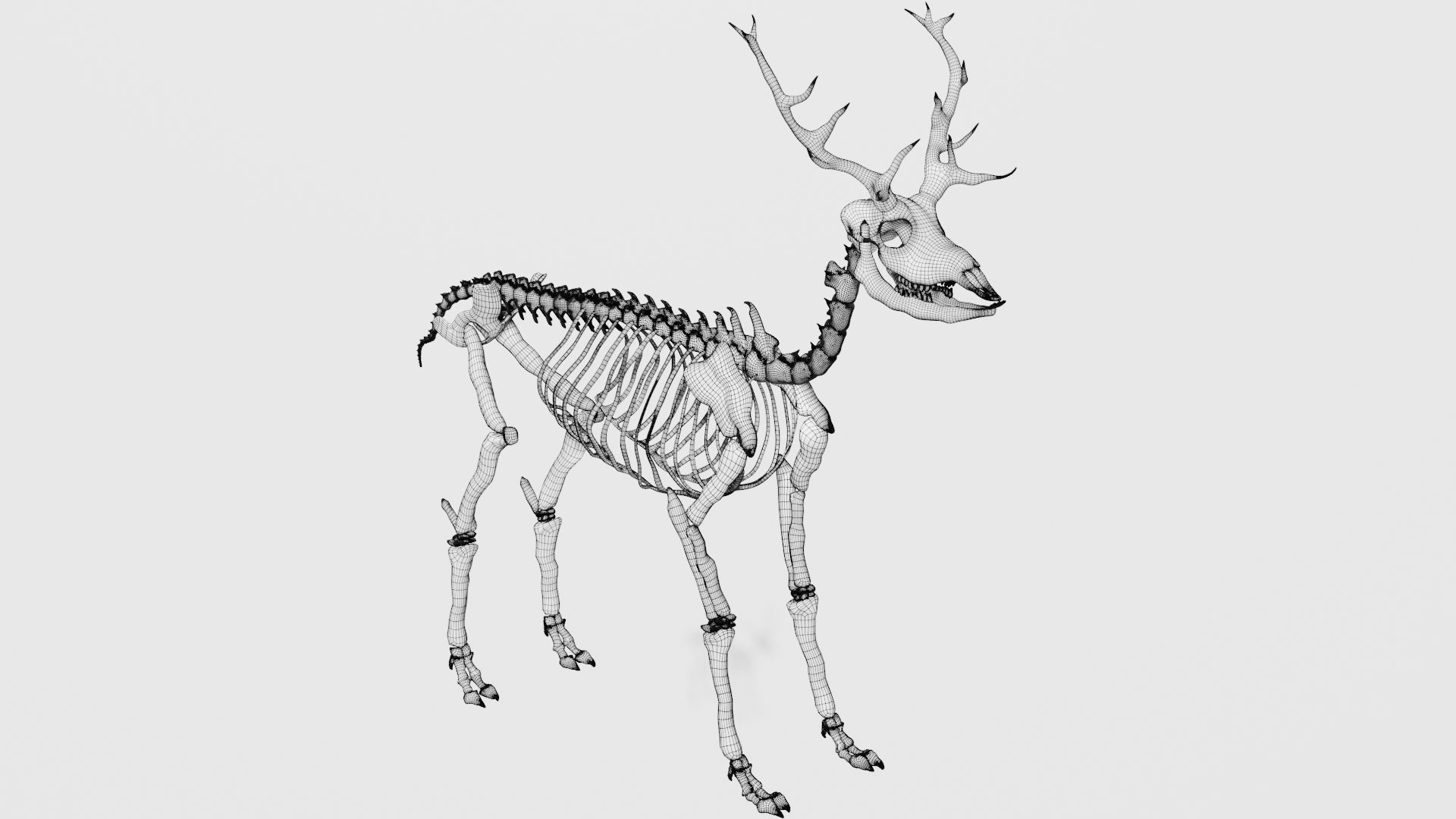 Elk skeleton 3D model_7