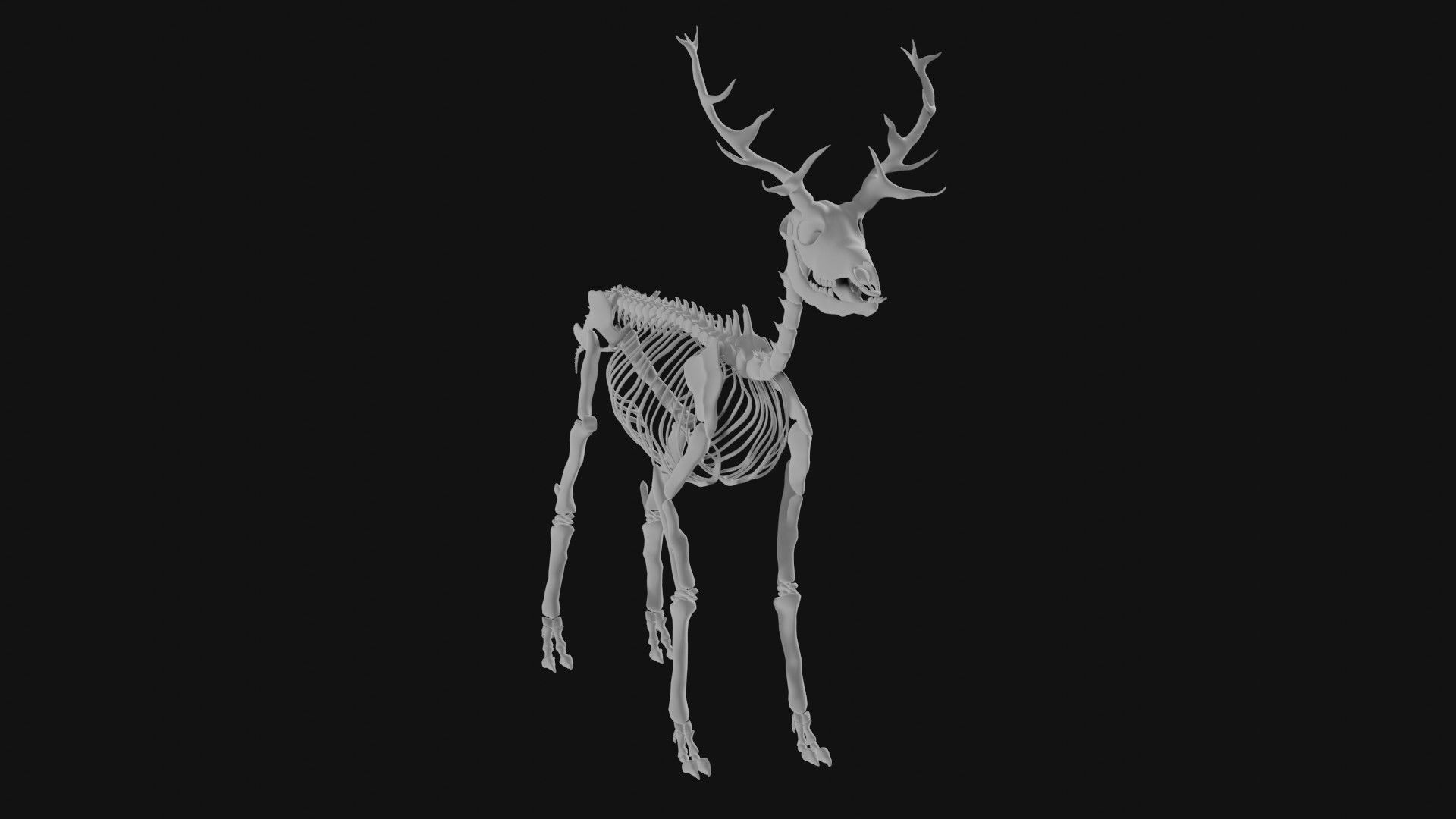 Elk skeleton 3D model_2