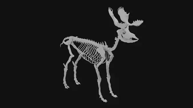 Moose skeleton