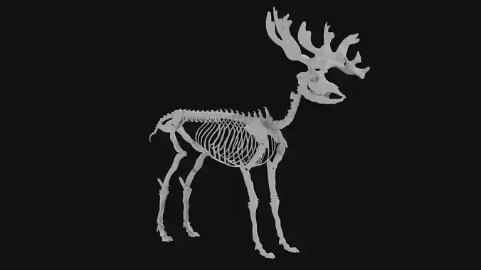 Reindeer skeleton