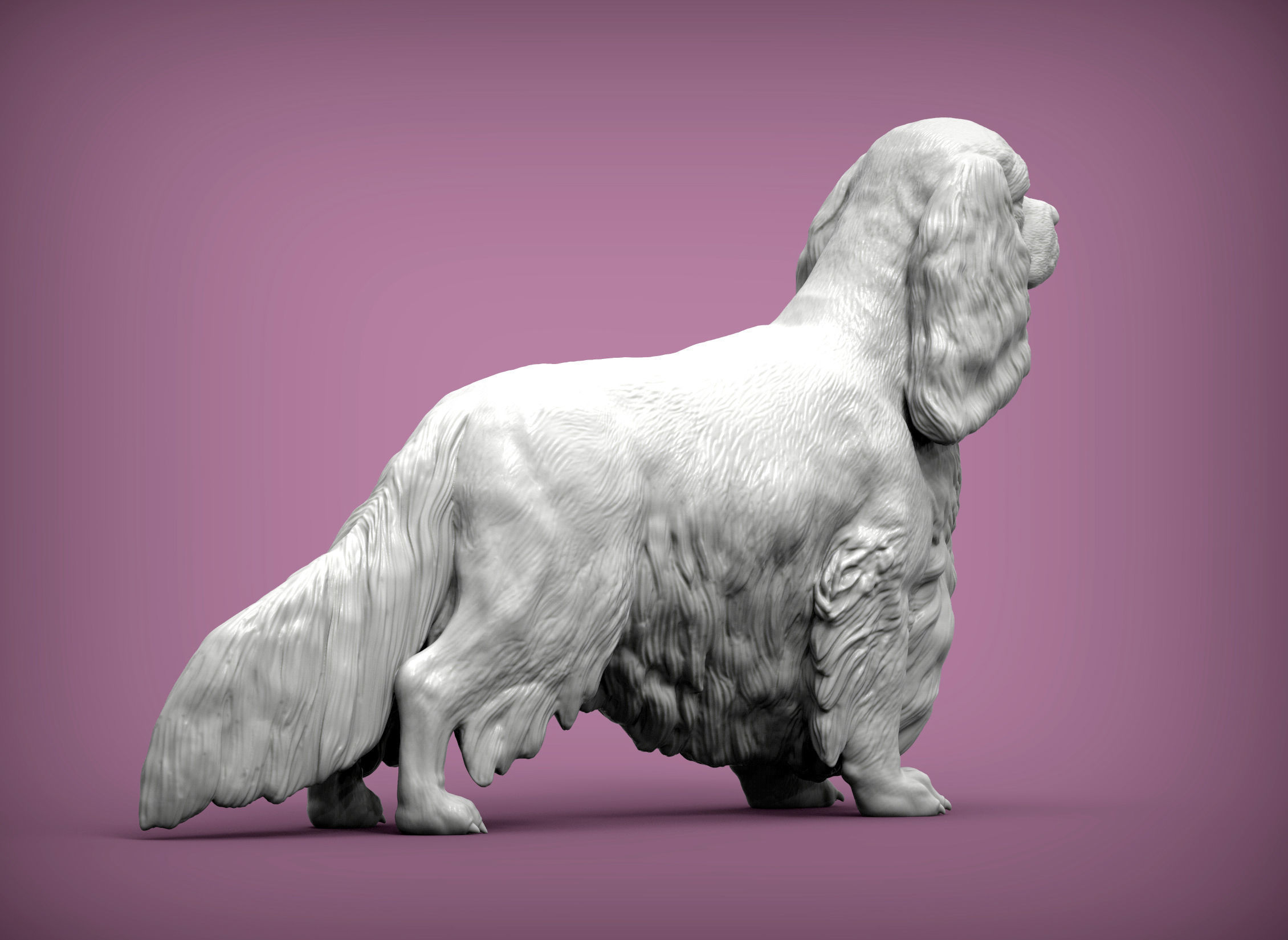 Spaniel cavalier king charles 3D print model_6