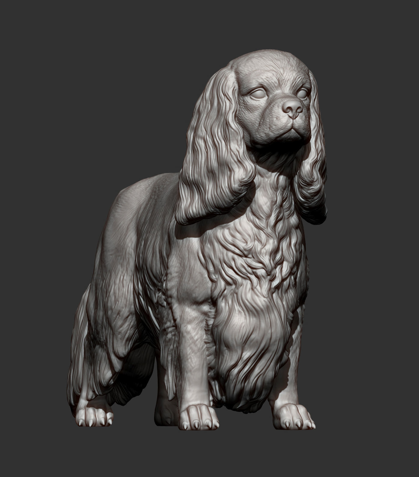 Spaniel cavalier king charles 3D print model_11