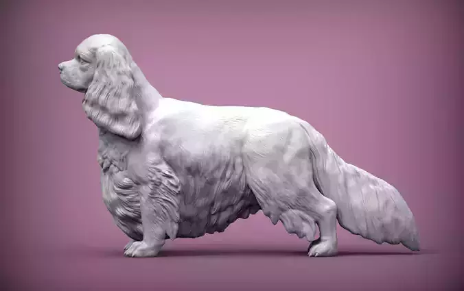 Spaniel cavalier king charles 3D print model