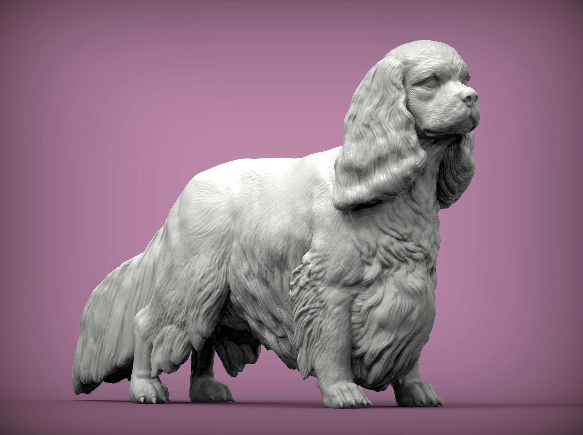Spaniel cavalier king charles 3D print model_3