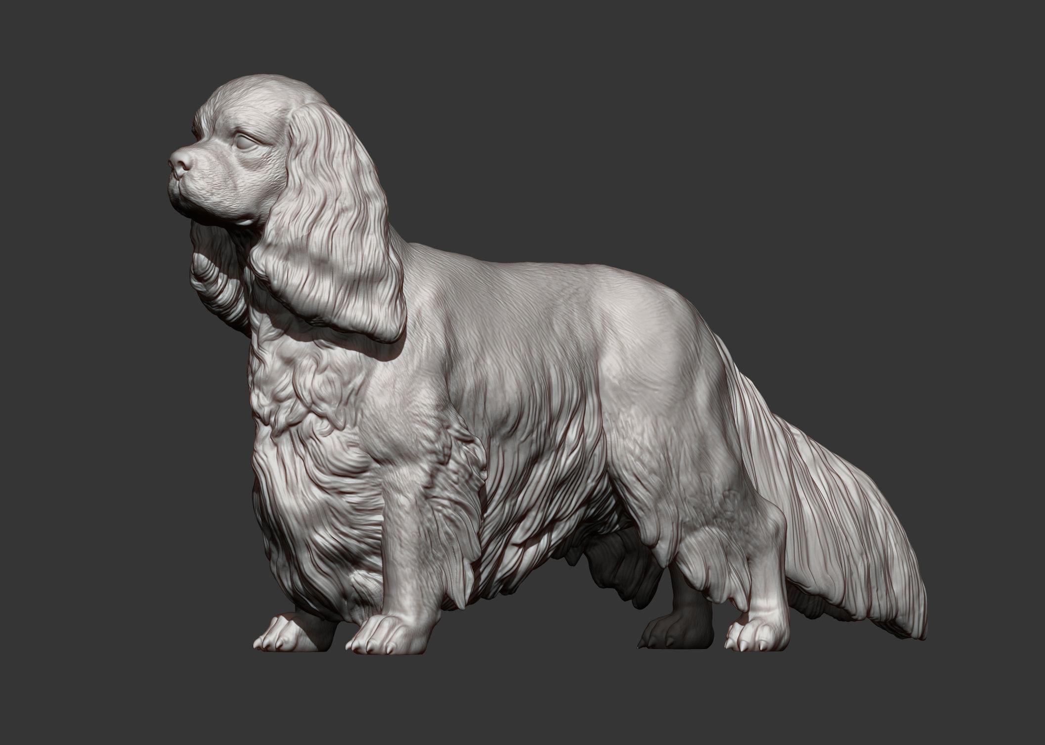Spaniel cavalier king charles 3D print model_8