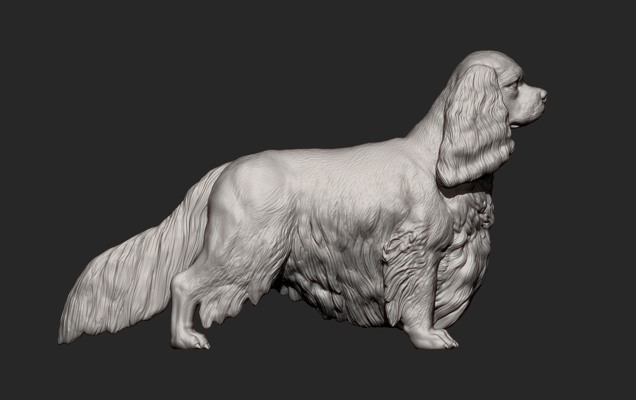 Spaniel cavalier king charles 3D print model_10