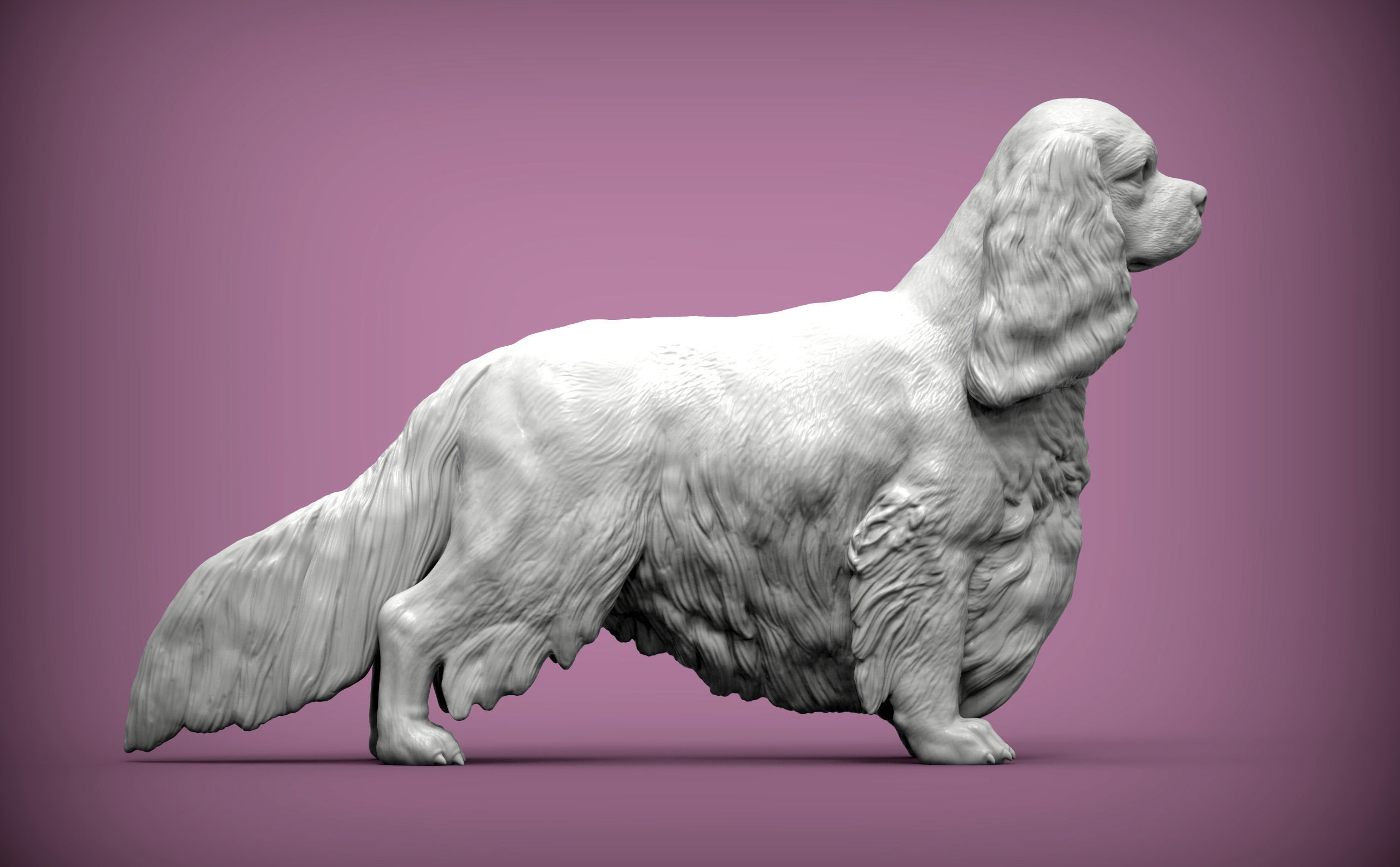 Spaniel cavalier king charles 3D print model_4