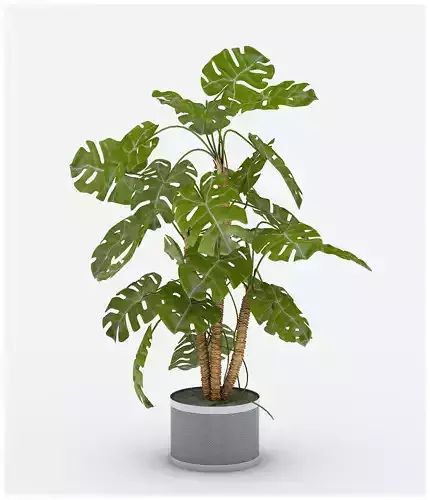 Monstera deliciosa Liebm