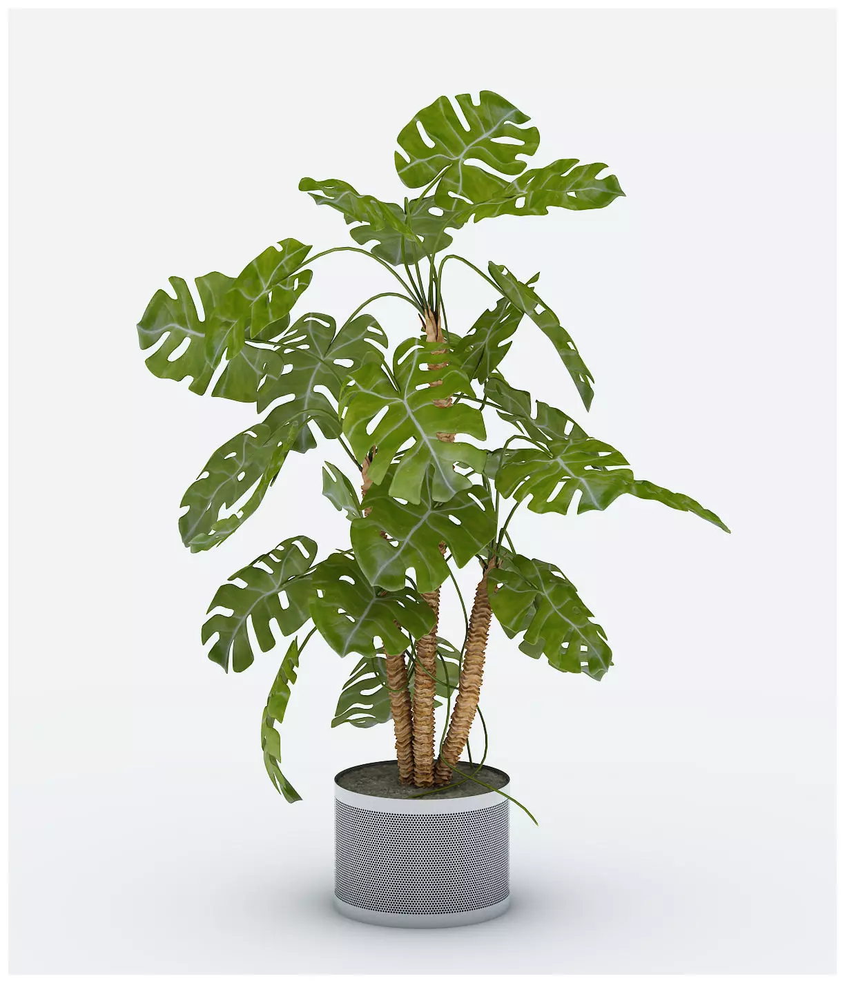 Monstera deliciosa Liebm 3D model