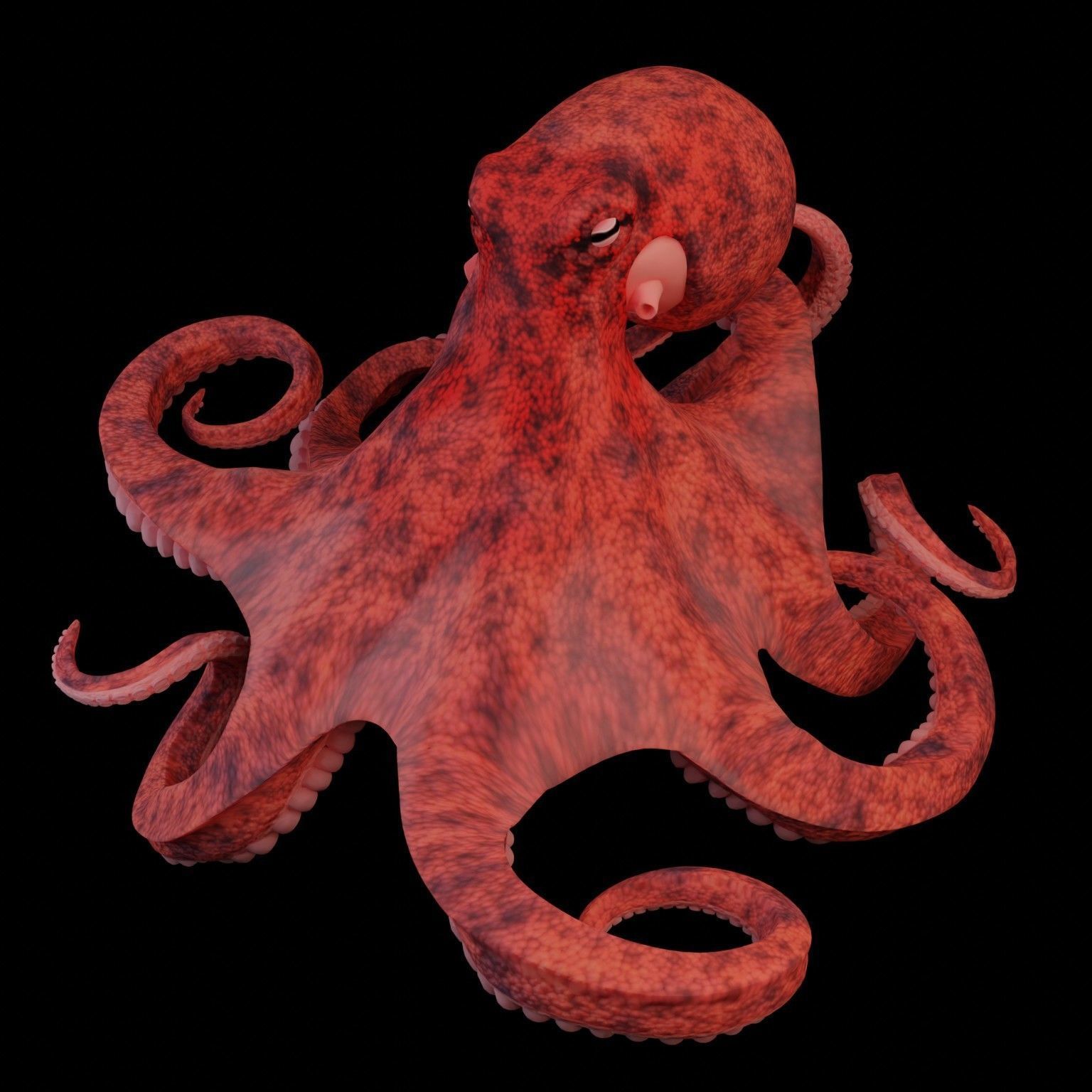 Animated Octopus Low-poly 3D model_8