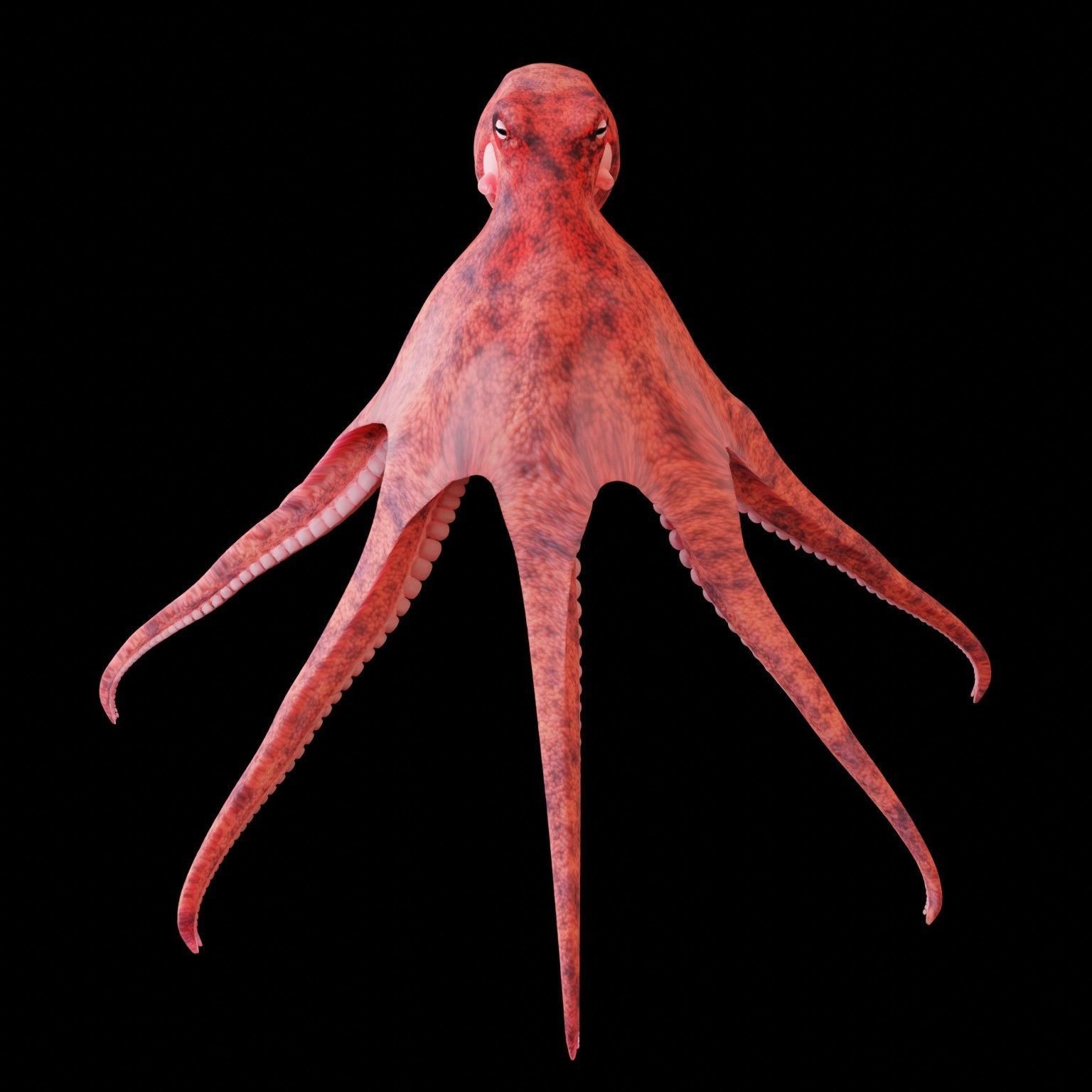 Animated Octopus Low-poly 3D model_19
